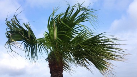 Low angle shot of a Palm Tree swaying with the wind in Chatan Okinawa Japan