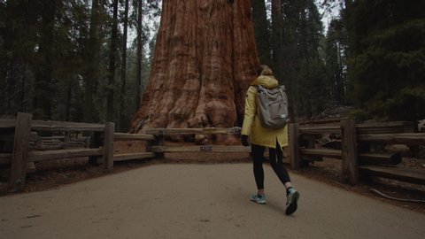 Caucasian female walking towards General Sherman - one of the biggest giant sequoias in the world, Sequoia National Park, USA. 4K UHD