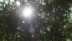 Timelapse video of light from sun in afternoon through dense leaves on tree in summer