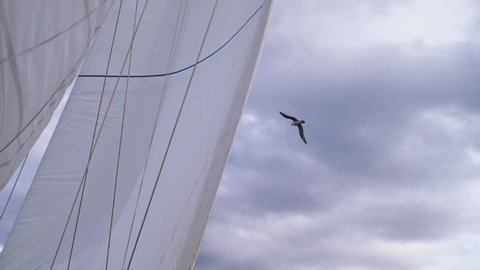 A bird flies next to a yacht as it sails in the Arctic seas.