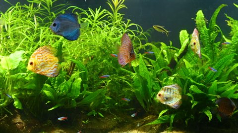 Group of fish swimming in Aquarium, Fish Tank, with Coral Reef, Animals, Nature