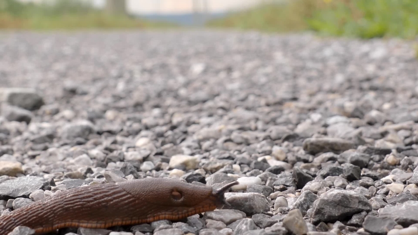 A brown, black slug creeps from the left over a gravel road and exits on the right side. Very fast, time lapse shot.