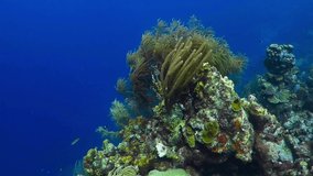 Coral reef in the deep tropical sea. Marine life in the ocean, underwater video. Scuba diving on the colorful healthy coral reef. Aquatic wildlife, corals in the blue water.