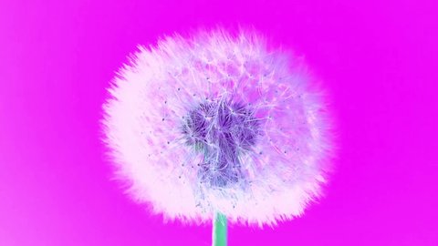 Dandelion cinemagraphs slow motion on Pink background