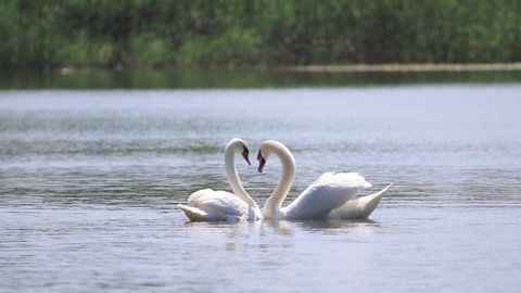 pair of white swans fulfills a love dance