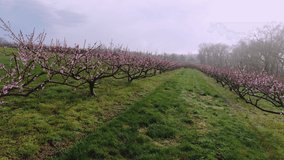 Dramatic atmosphere in blooming orchard, pink blossoms in foggy spring morning, aerial dolly shot through rows of trees, foggy and mysterious forest in the background, spooky and eerie feeling - Powered by Shutterstock - Get 15% off with code: PIKWIZARD15