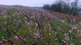 Peach blossoms in spring, state flower of Delaware, aerial flyover above an orchard with blooming peach trees, mystical landscape on a foggy morning in the spring - Powered by Shutterstock - Get 15% off with code: PIKWIZARD15