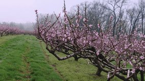 Blooming peach trees in a misty, foggy morning, mystical orchard in full bloom, rows of trees in mist, vibrant pink colors of the spring - Powered by Shutterstock - Get 15% off with code: PIKWIZARD15