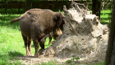 Large male Aurochs complete body view in Poland. Aurochs eating grass on the meadow in nature. Big Aurochs standing in the forest. The European bison.