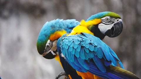 Two Silly Macaw Brothers Stock Photo 135898304 | Shutterstock