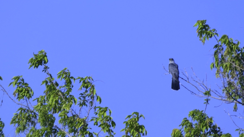 Cuckoo sitting on a branch 4K