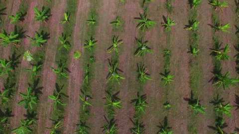 A Drone Zoom out shot of 
Banana plantation. 