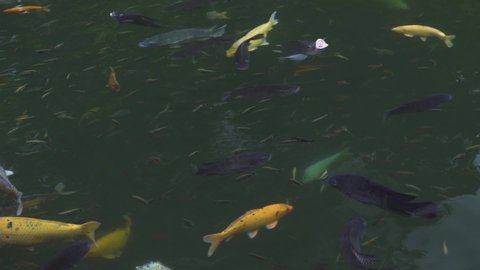 Fish carp koi swimming in transparent water in garden pond. Close up japanese carp koi swimming in decorative pond at summer garden