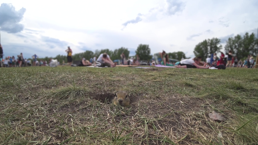 Curious earthen squirrel (gopher) looks out of the hole, looks around and approaches. Background - silhouettes of people involved in sports in nature "deliberately blurred". Green trees, sky 