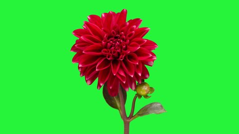 4K Time Lapse of blooming Red Flower. Beautiful Dalia opening up. Timelapse of growing blossom big flower with green leaves on chroma key green screen background