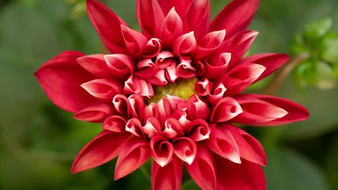 Time lapse of blooming Red Flower. Beautiful Dalia opening up. Timelapse of growing blossom big flower on green leaves background. Top view.