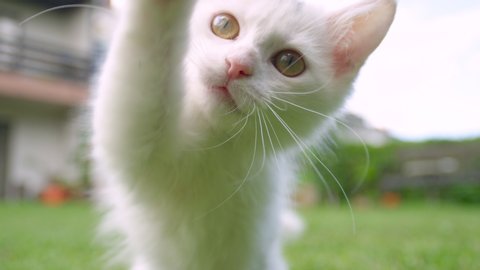 SLOW MOTION, CLOSE UP, DOF: Furry white baby cat plays with a blade of grass in the sunlit backyard. Frisky kitten getting teased by unrecognizable person tries to claw and bite a dry stem of grass