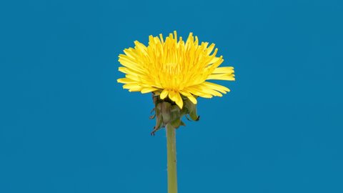 4K Time Lapse of Dandelion Flower open. Yellow Flower head of dandelion disclosed. Macro shot on blue background. Timelapse Spring scene in studio.