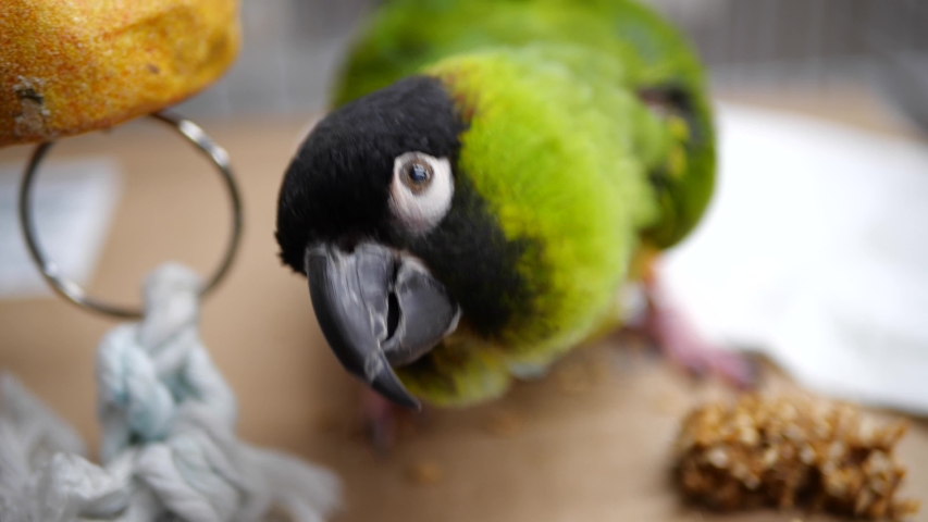 green parrot with black head