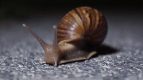 Snail walking on a cement floor toward the screenshot at close range on a black background (Quality 2160p 4K, Frame Rate 29.97 NTSC, Timeline 10s)