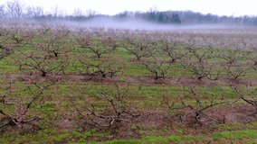 Mystical orchard in a cold spring morning, aerial view of peach tree rows against a foggy background a forest engulfed in mist, scenic and colorful countryside scene, Pennsylvania, USA - Powered by Shutterstock - Get 15% off with code: PIKWIZARD15