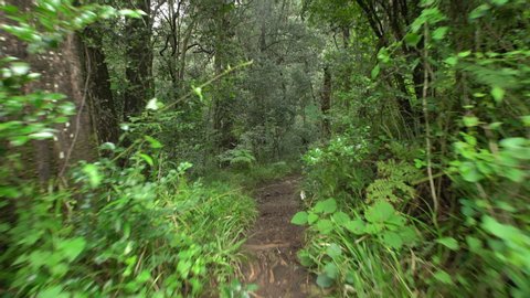 Pathway through a forest in the Drakensberg