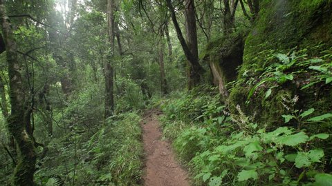 Pathway through a forest in the Drakensberg