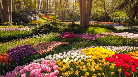 Beautiful spring park with multicolor flowers, 4k. Nature background