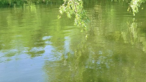 Green willow branches swaying in the wind over the water of the river in the Park. Beautiful nature summer landscape. Closeup view of green foliage on branches of willow hanging over sunny river water