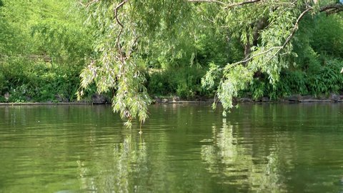 Green willow branches swaying in the wind over the water of the river in the Park. Beautiful nature summer landscape. Closeup view of green foliage on branches of willow hanging over sunny river water