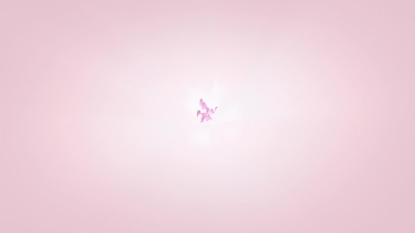 Flower Petals falling into camera, Pink Rose, Smelling flowers, Dust, Glitter, Pink Background.