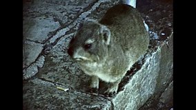 rock hyrax close up in the Table Mountain Aerial nature reserve. Historical ARCHIVAL FOOTAGE in Cape Town city of South Africa in 1980s.