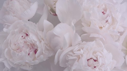 Beautiful white peony flowers bouquet opening background. Blooming roses flower open time lapse, closeup. Wedding backdrop, Valentine's Day concept. Bouquet on black backdrop, closeup 4K UHD timelapse