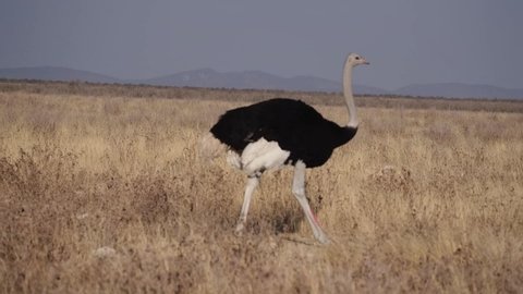 African Ostrich (struthio camelus) in the African savanna in the Etosha National Park in Namibia, Africa