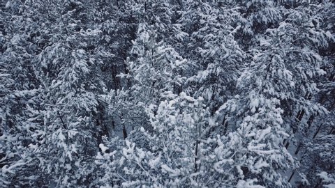 Aerial winter forest. Yaroslavl. Russia.