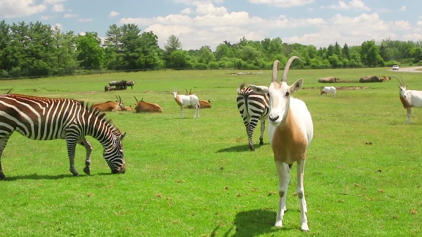 Handheld shot of a Scimitar horned oryx standing in a field with some zebras