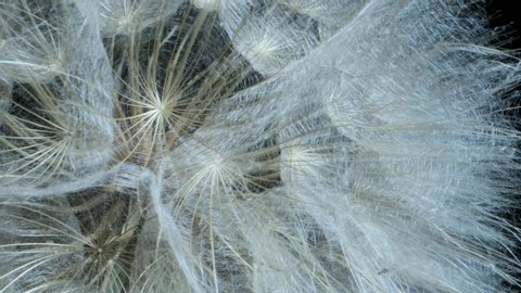 Details of seed-head flower. Rotating seedhead, Extreme close up. Rotation 360 degrees