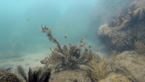 Diving on Ilha do boi. Scene with corals, sea lilies and fish on the seabed. Video recorded in 2019.