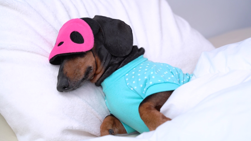 Dog dachshund puppy asleep comfortably  in bed in the rays of the morning sun with a bandage for sleeping on the face | Shutterstock HD Video #1031210996