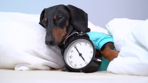 Black and tan dog breed dachshund sleep in bed with alarm clock. Can not wake up. on the clock 6 o'clock in the morning. Live with schedule, time to wake up.