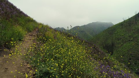 Green, Yellow and Purple flowery Field, Malibu Santa Monica Mountains - following Woolsey Fire California 4k