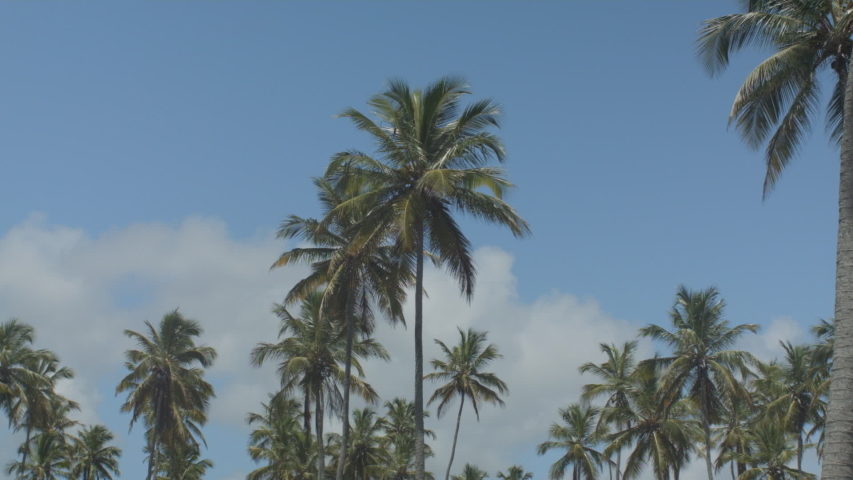 island nature, palm the beach end cloud 