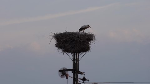 Stork family nest on a power pole in Lower Saxony in Germany. 4K.