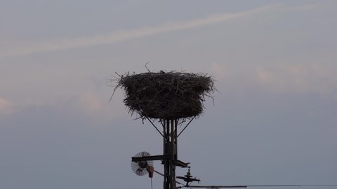 Stork family nest on a power pole in Lower Saxony in Germany. 4K.