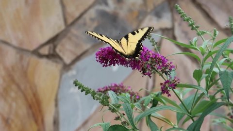 Backyard garden flowers and butterflies. Butterflies are great pollinators. They are beautiful to watch! Roses and calendulas are blooming in the hot summer, adding beautiful colors to our yard!