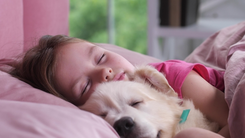 Close-up portrait of adorable preadolescent girl calmly sleeping with sweet golden retriever pet in bedroom. Cute elementary age child resting on cozy bedding in nursery hugging fluffy friend Royalty-Free Stock Footage #1031217965