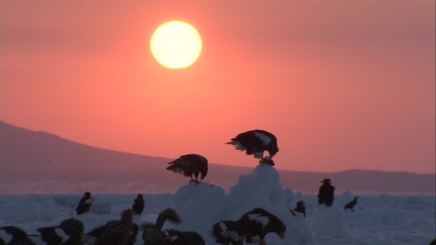 Drift ice and the setting sun and Steller's sea-eagle