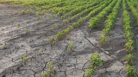 Drought after flood in soy bean field with cracked land