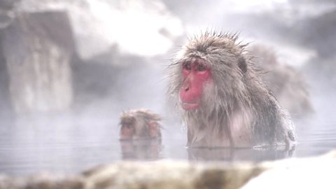 Japanese Snow Monkey or japanese snow macaque monkeys, The wild native japan monkey bathing in the onsen hot spring in Jigokudani Park in Nagano, Japan. In the winter 