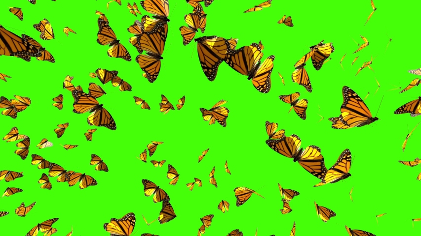 Butterflies Fly Up On A Stock Footage Video 100 Royalty Free 1031232104 Shutterstock